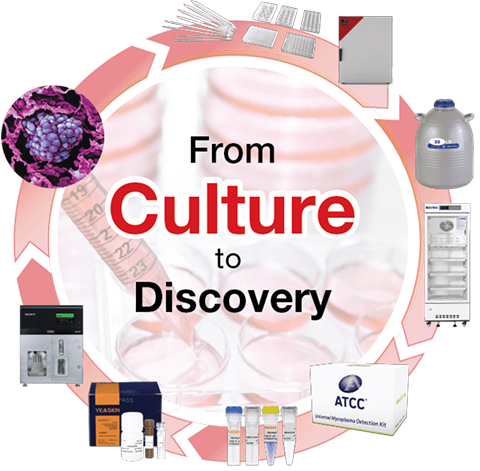 Culture to Discovery